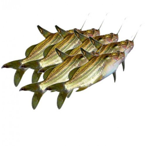 Fresh Gulsha fish (River) ±20g (500g.)